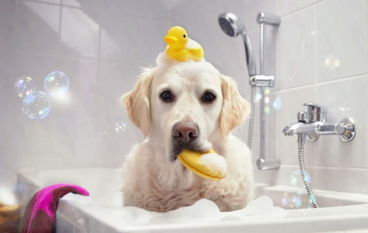 Dctr.Go Шампунь-бальзам для животных Sнampoo Therapy "Мультиуход" 1000 ml в Новокузецке